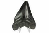 Bargain, Fossil Megalodon Tooth - South Carolina #124190-2